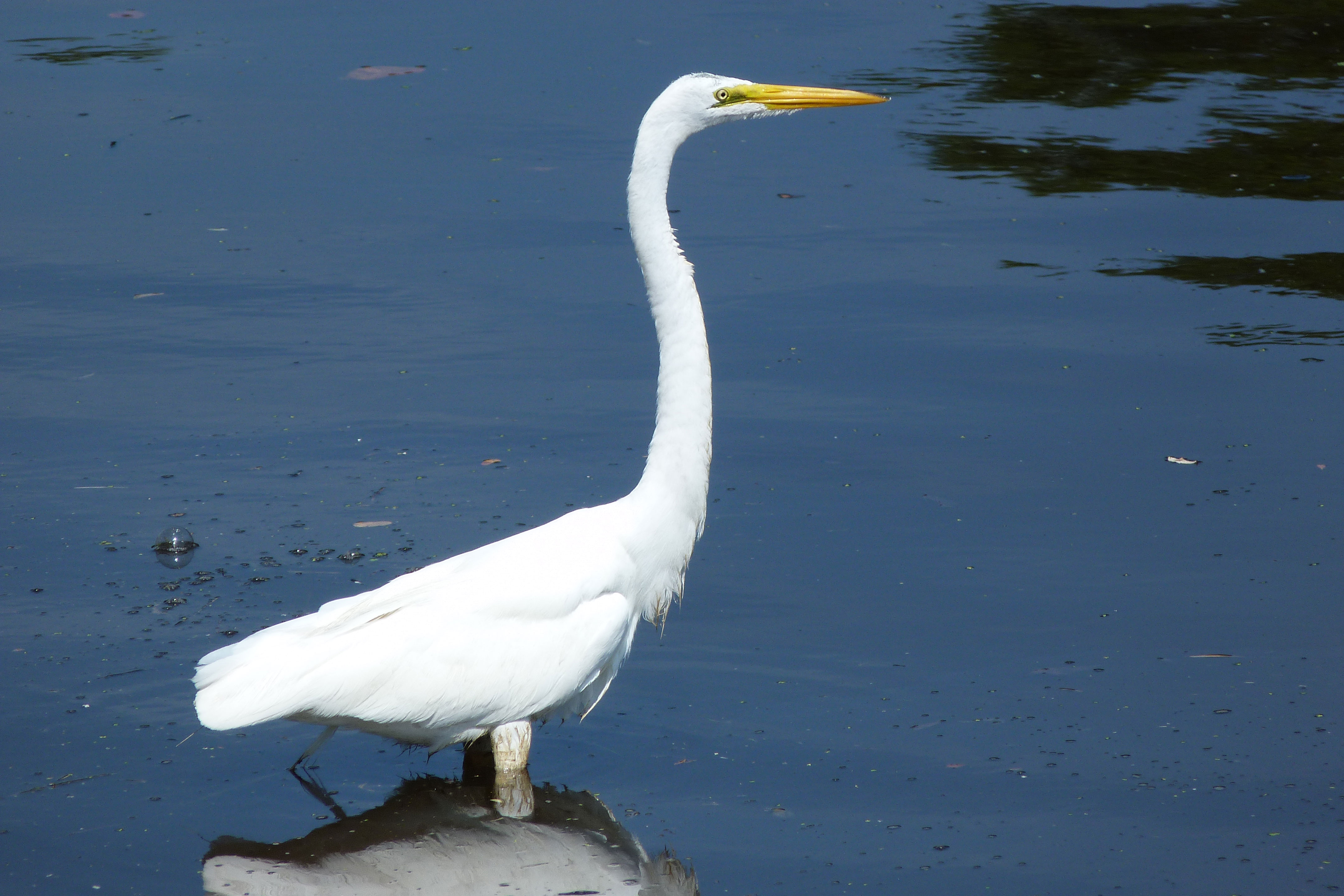 Great-Egret.jpg