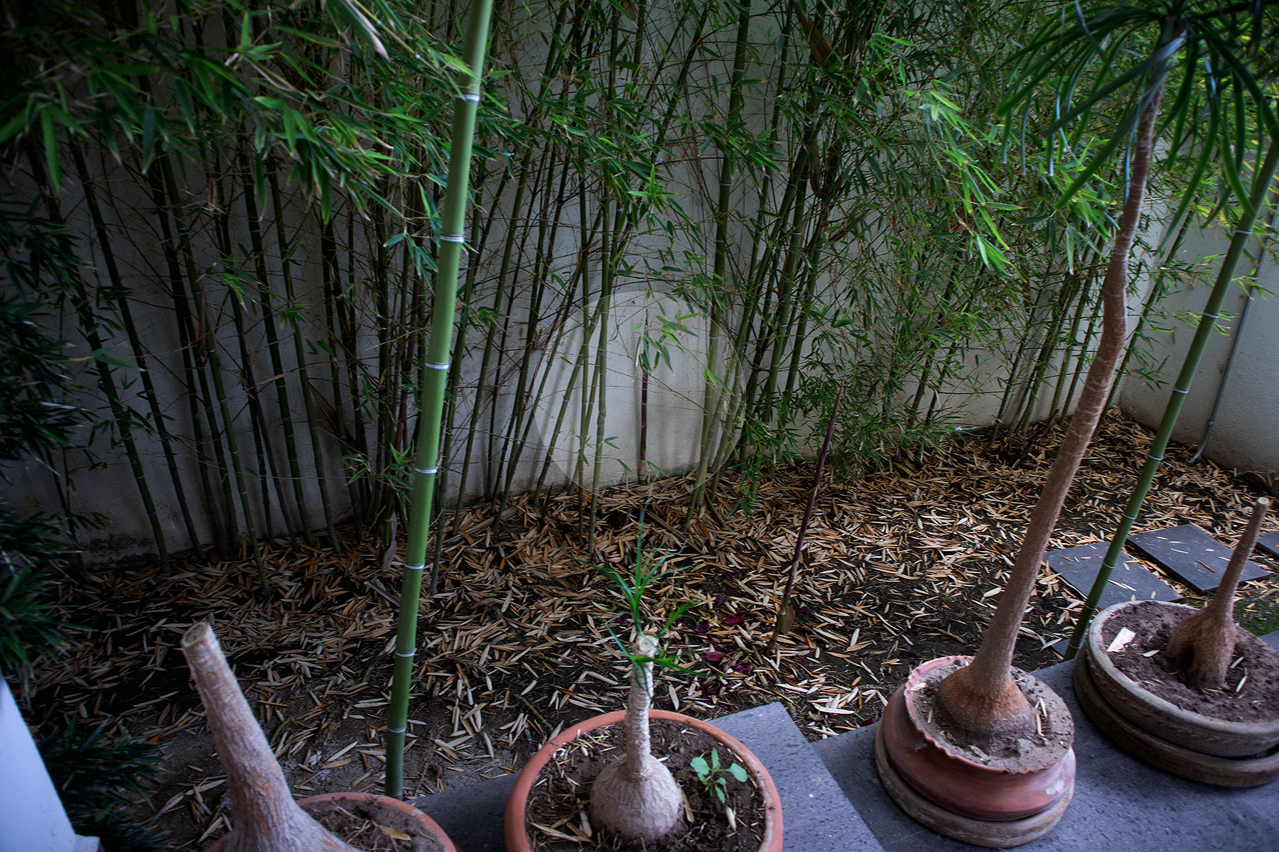 Bamboo_07042020.jpg