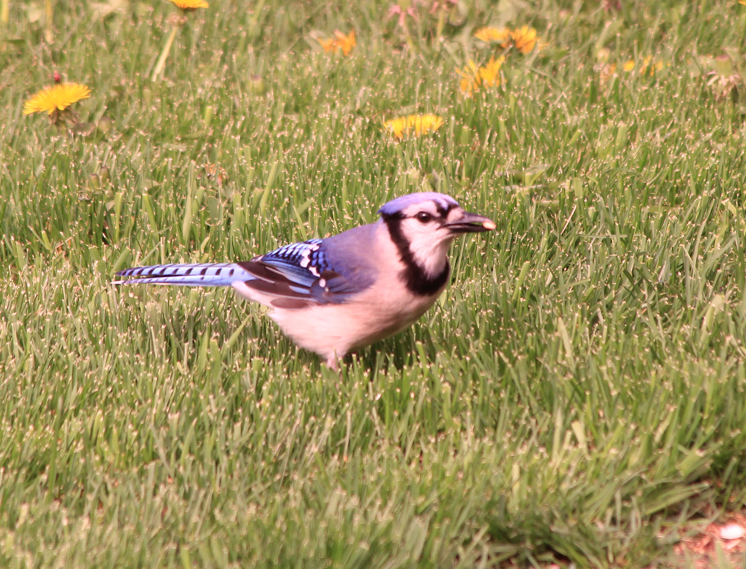 Blue Jay