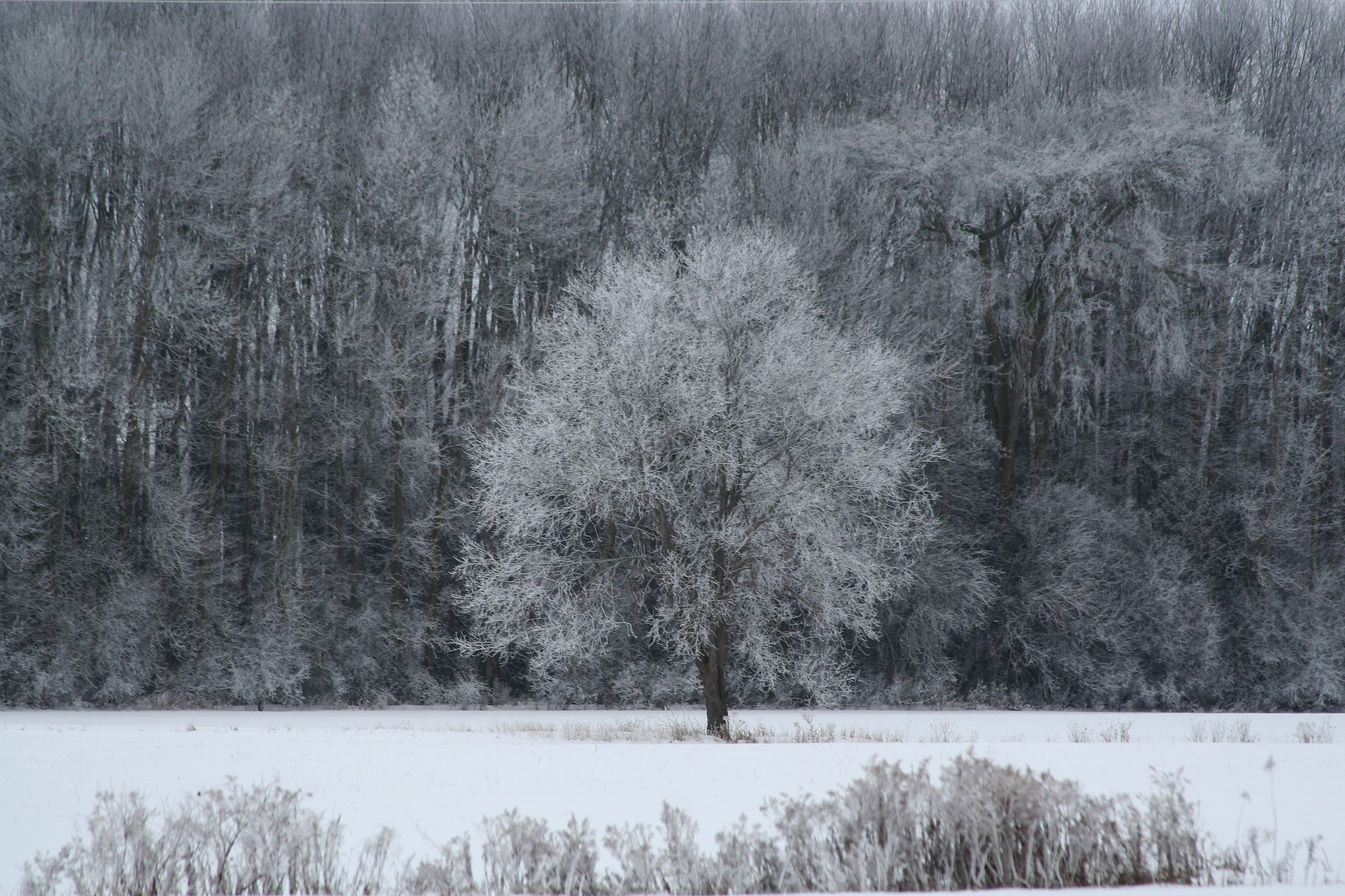 Frost-Tree.jpg